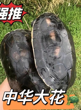 乌龟珍珠龟草龟大乌龟活物大个特大巨型乌龟吃菜龟适合家养的乌龟