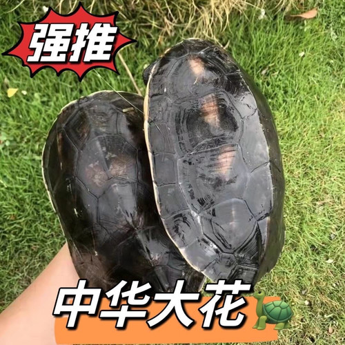 乌龟珍珠龟草龟大乌龟活物大个特大巨型乌龟吃菜龟适合家养的乌龟