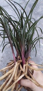 惠兰红香妃兰花苗 自然养植 兰草兰花 蜀雅兰苑兰草苗 盆栽兰花