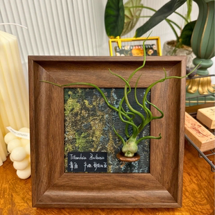 【莱茵河畔】室温原创空气凤梨生日礼物美式复古桌面装饰植物