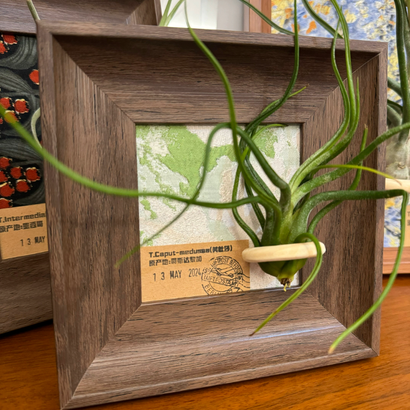 【春日来信】室温原创空气凤梨寓意生日礼物复古桌面装饰墙壁植物