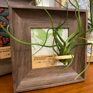 【春日来信】室温原创空气凤梨寓意生日礼物复古桌面装饰墙壁植物