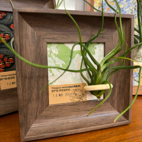 【春日来信】室温原创空气凤梨寓意生日礼物复古桌面装饰墙壁植物