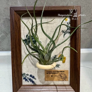 【埃吉桑小镇】室温原创寓意生日礼物空气凤梨桌面装饰植物挂画