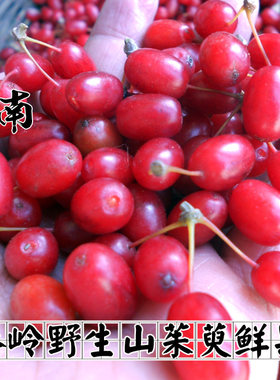 秦岭野生新鲜山茱萸鲜果山萸肉山茱萸肉