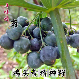 新鲜鸡头黄精种籽黄精种子种苗鸡头参种子姜形多花黄精果包邮