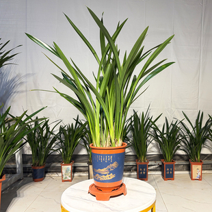 墨兰盆栽企黑带香味浓香兰花国兰剑兰花期长室内客厅年宵花卉绿植