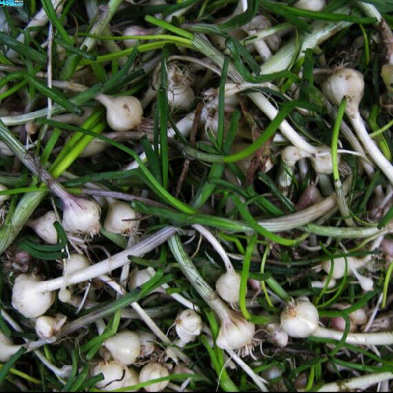 野菜小根蒜种子韭葱野蒜火葱籽红葱头春秋四季播种阳台盆栽蔬菜籽