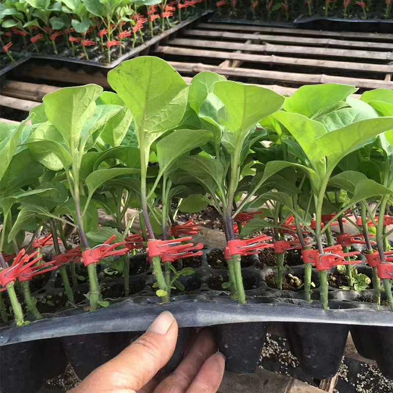 大龙嫁接绿把春秋盆栽蔬菜孑圆茄