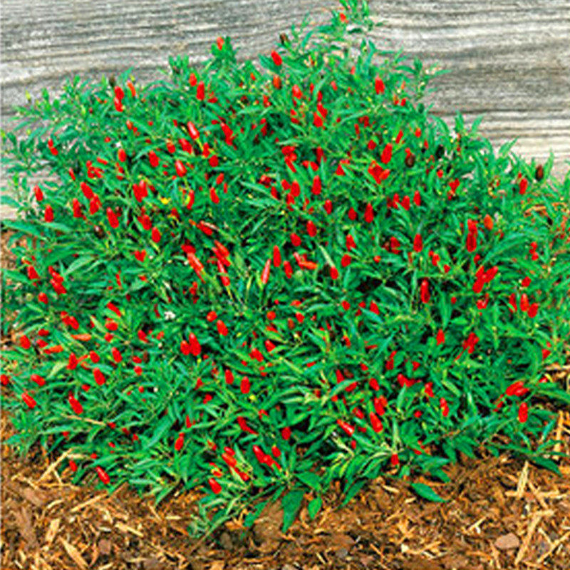 特色蔬菜籽泰国超辣朝天椒种子春秋季大田高产四季阳台盆栽辣子