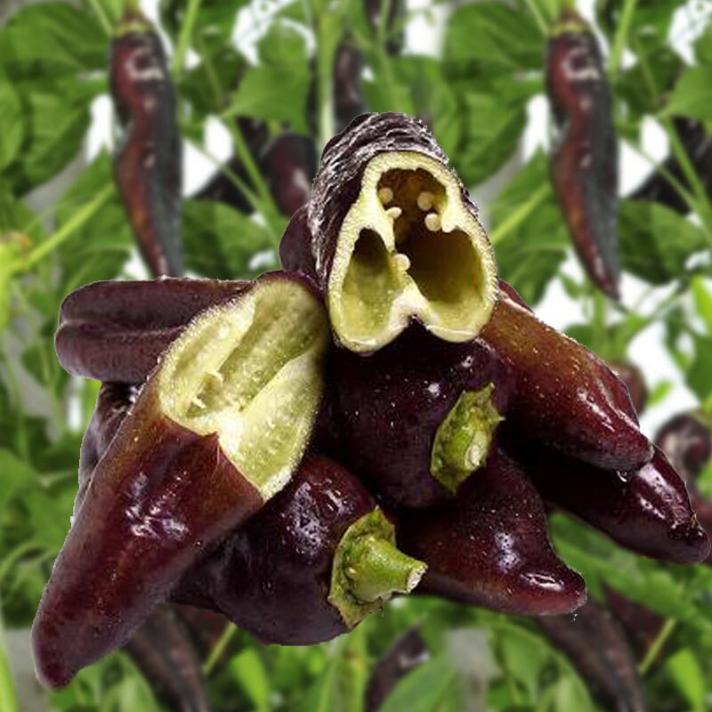 辣椒籽群羊多彩紫美人彩色朝天椒种子春秋季大田高产四季盆栽植物