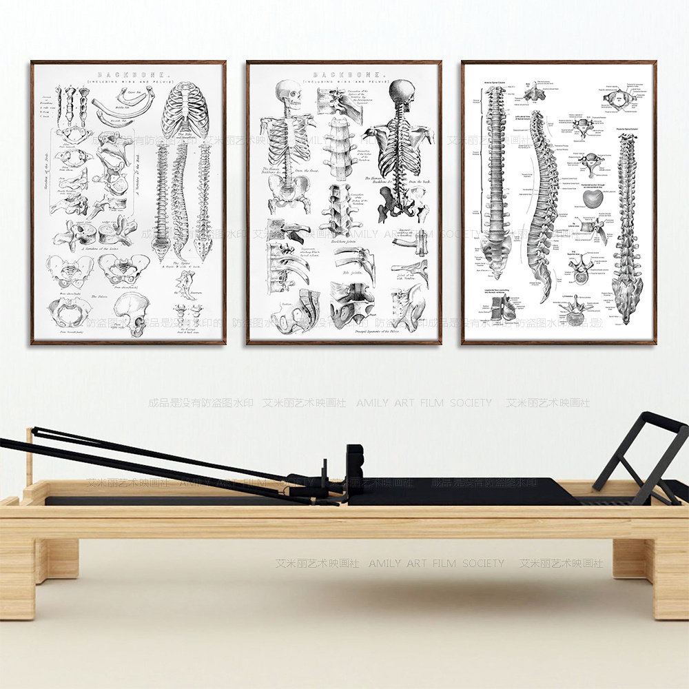 肌肉骨骼解刨分解图健身房瑜伽壁画yoga普拉提脊椎腰椎装饰画挂画