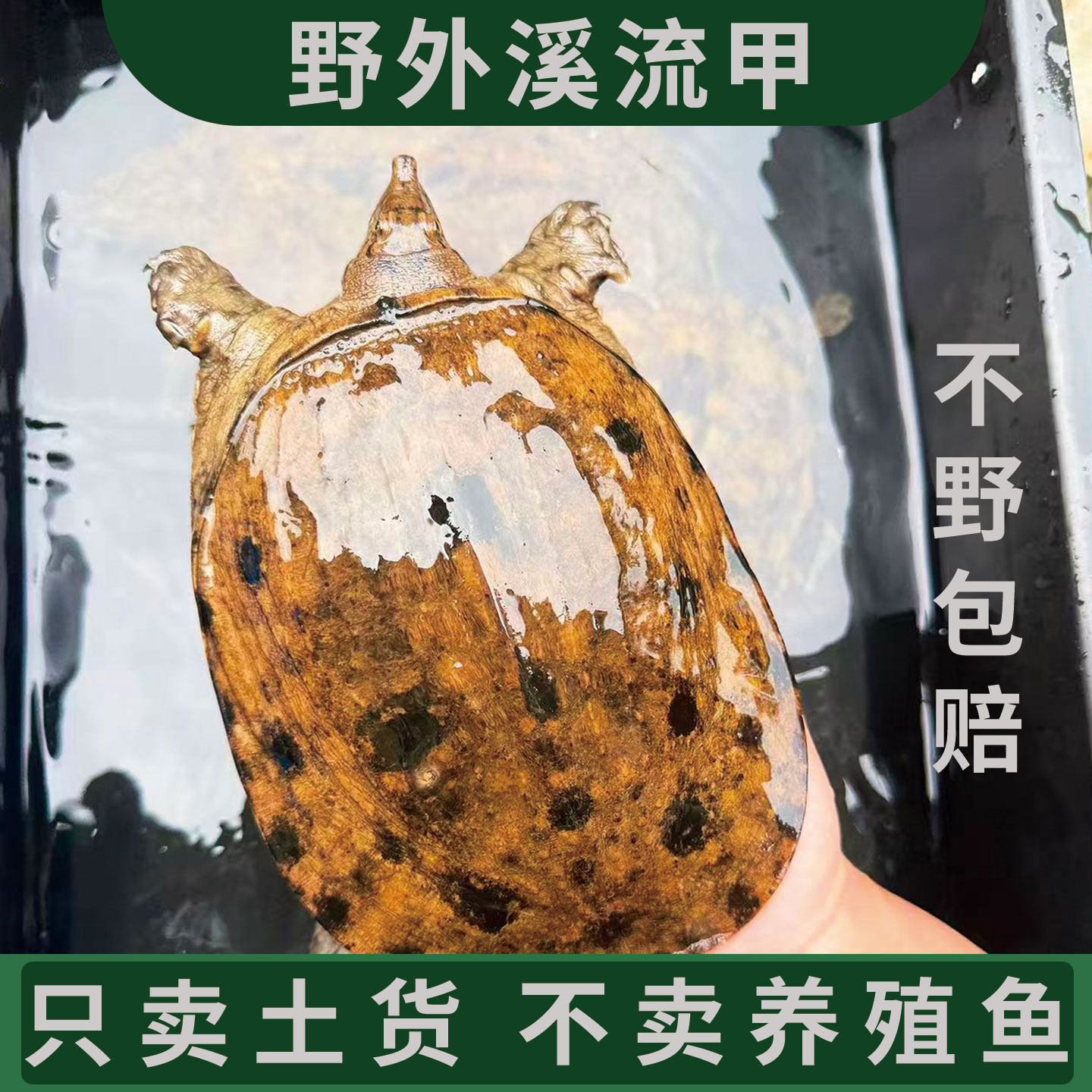 正宗溪流甲鲜活野外生长土甲鱼老鳖纯野货不卖养殖鱼水鱼中华鳖