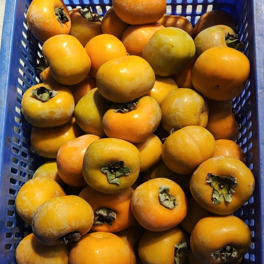 晒柿饼专用柿子生硬涩柿子新鲜水果硬柿可催熟变软5斤9斤揽懒柿子