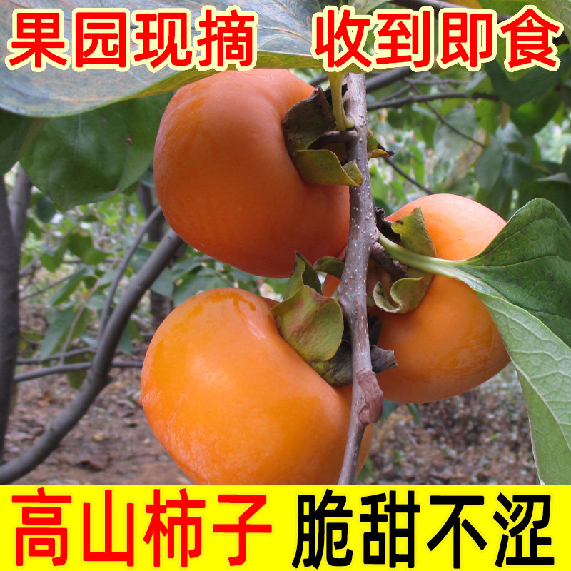 脆柿子广西桂林恭城新鲜当季现摘水果巧克力柿子脆甜硬柿子5斤9斤