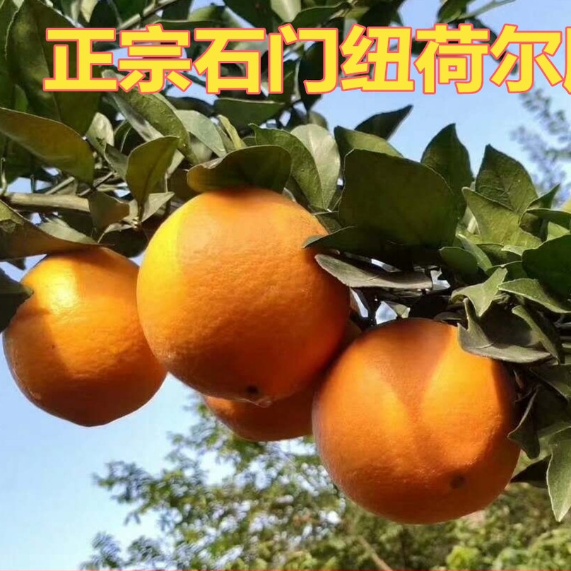 柑橘孕妇新鲜水果现摘纽荷尔