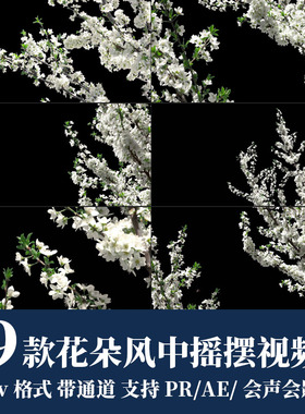 PR/AE/FCPX视频素材白色花朵树枝风中摇摆动自然风景mov透明通道