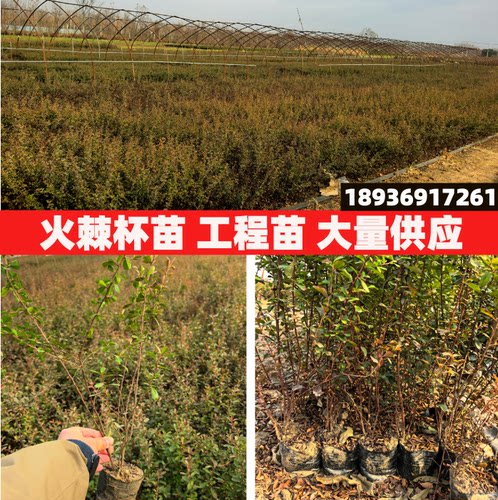 火棘苗/火棘球防盗围墙篱笆