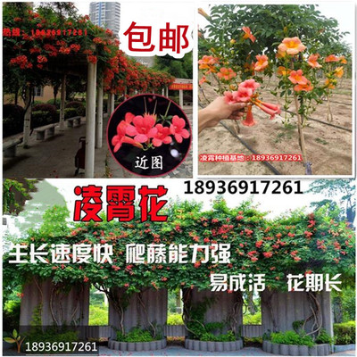 爬藤植物庭院阳台凌霄花花期长