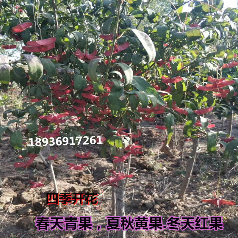 金丝吊蝴蝶树苗东北耐寒品种卫矛庭院绿化景观树苗盆栽