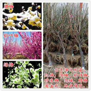 庭院植物盆栽花卉梅花树苗红梅绿梅腊梅傲雪寒梅当年开花