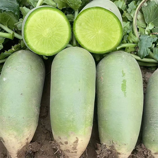 农科院可春种青甜萝卜种子夏季露地种植沙窝水果萝卜种籽蔬菜种孑