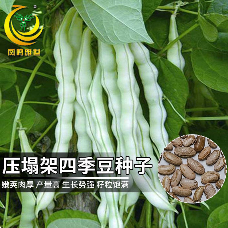 架豆王四季豆种子压塌架豆角种籽农家大棚春秋四季种植蔬菜种孑