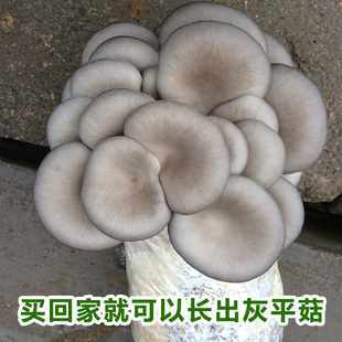 凤鸣雅世白平菇蘑菇种植包菌包阳台蘑菇菌种家庭种植多肉植物