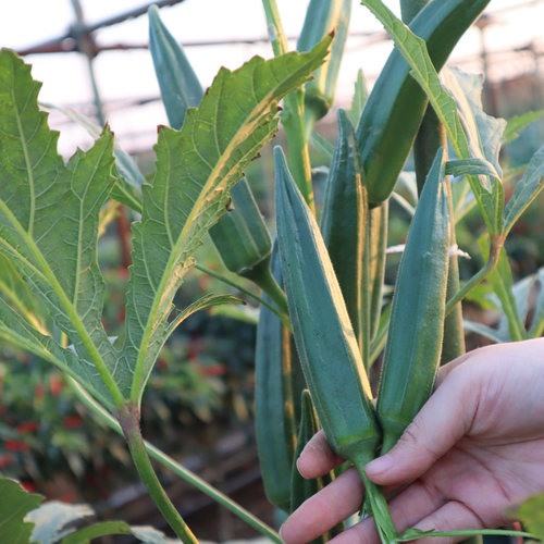 四季播种蔬菜种子家庭园艺阳台盆栽易种蔬菜籽秋葵苗蔬菜种苗