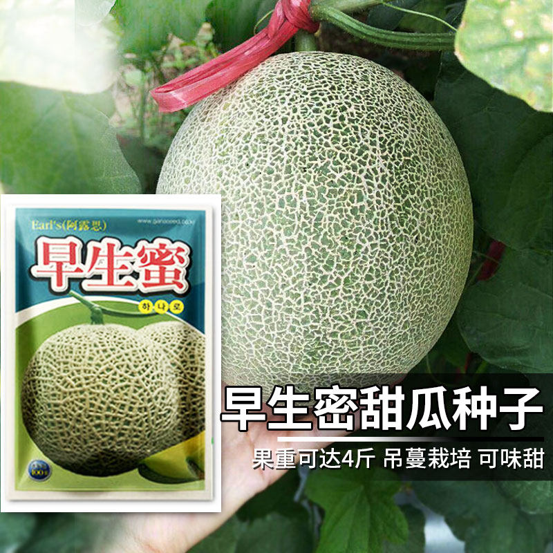 日本早生蜜阿鲁斯网纹甜瓜种子高甜香瓜种籽早熟高产瓜果水果种孑