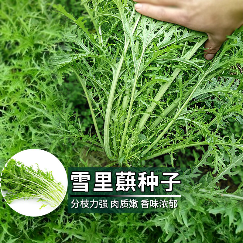 雪里蕻种子大叶雪里红雪菜四季秋冬泡菜咸菜细叶排菜种籽蔬菜种孑