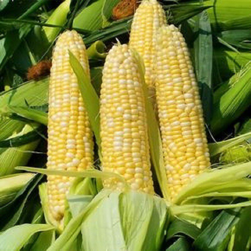 水果玉米种子大全新品种可生吃超甜玉米种籽早熟高产耐旱玉米种孑