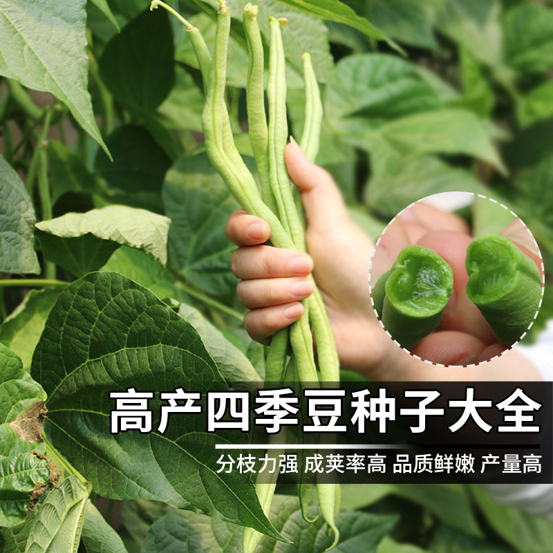 四季豆种子架豆种子芸豆籽种无筋豆角种籽无丝豆春季蔬菜种孑-封面