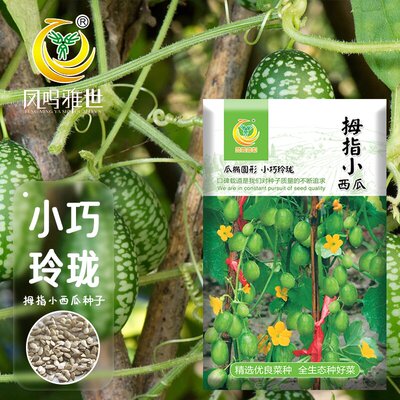 8424麒麟无籽美都西瓜种籽大全种子水果瓜果苗小南方蔬菜苗秧种孑