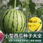 北京农科院生产京秀小型西瓜种子京颖京阑黄皮黄肉西瓜籽水果种孑