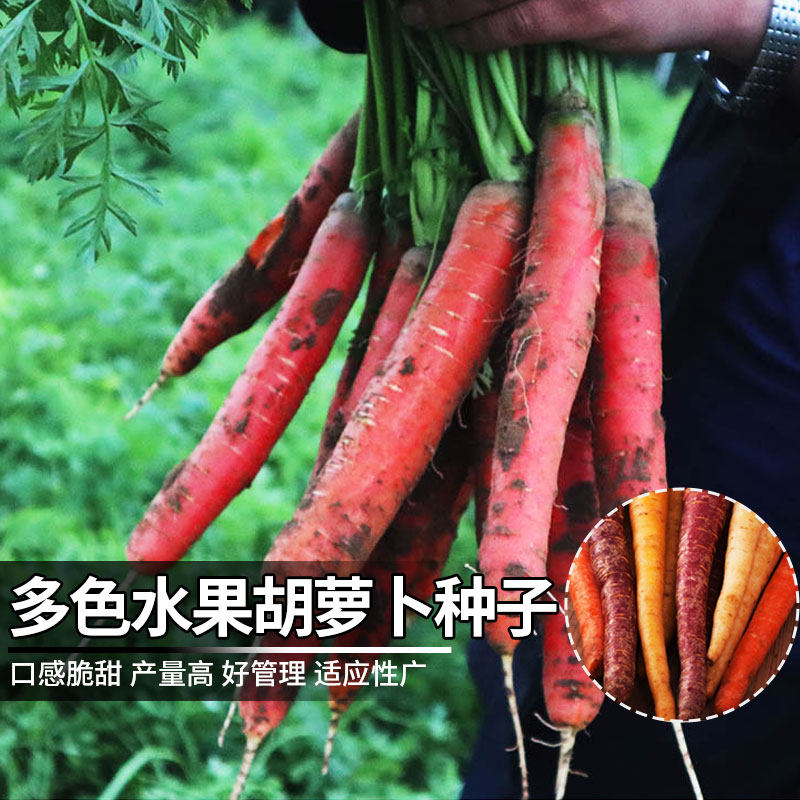 胡萝卜种子四季春秋季阳台盆栽农家蔬菜种籽多色多彩水果萝卜种孑