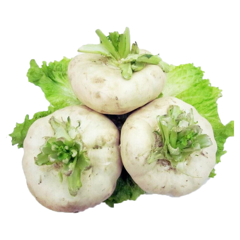 温州盘菜种籽浙江大盘菜种子四季秋冬季萝卜生吃芥菜菜籽蔬菜种孑