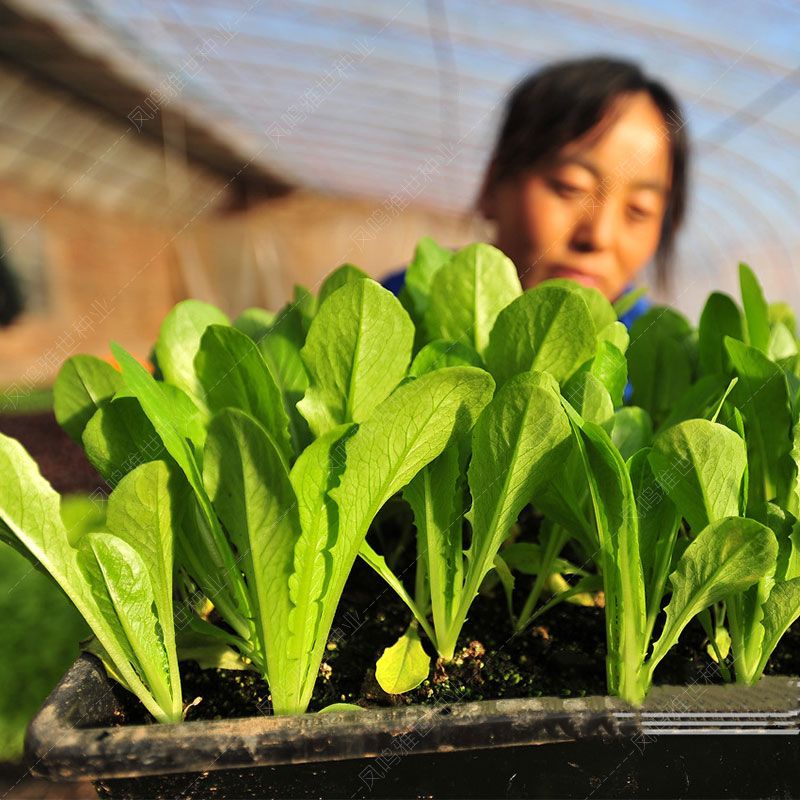 小白菜种子菜籽春夏秋冬季四季种植蔬菜种孑盆栽易种盆栽阳台种籽