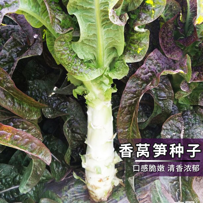 蔬菜香莴笋紫红色尖叶四季种子