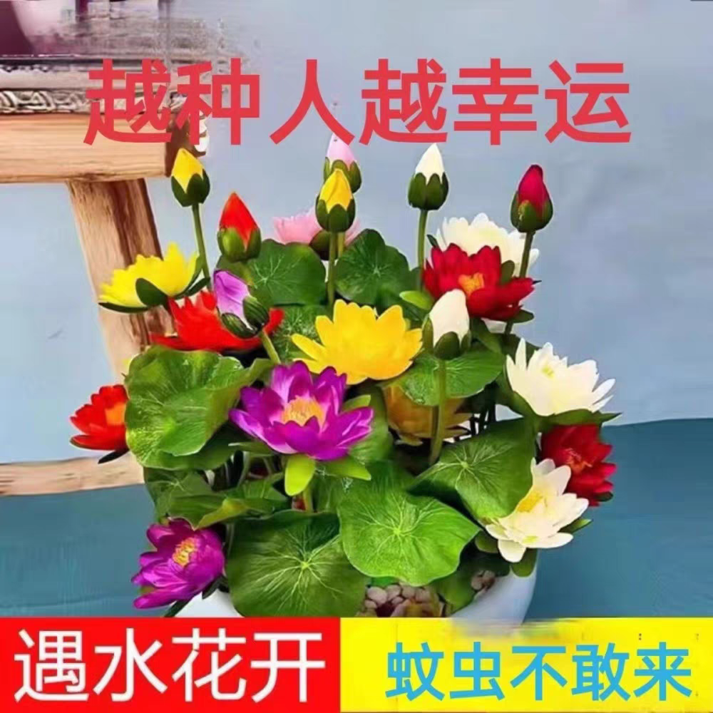水培碗莲种籽子四季睡莲荷花水养植物种藕缸养盆栽铜钱草草籽种孑