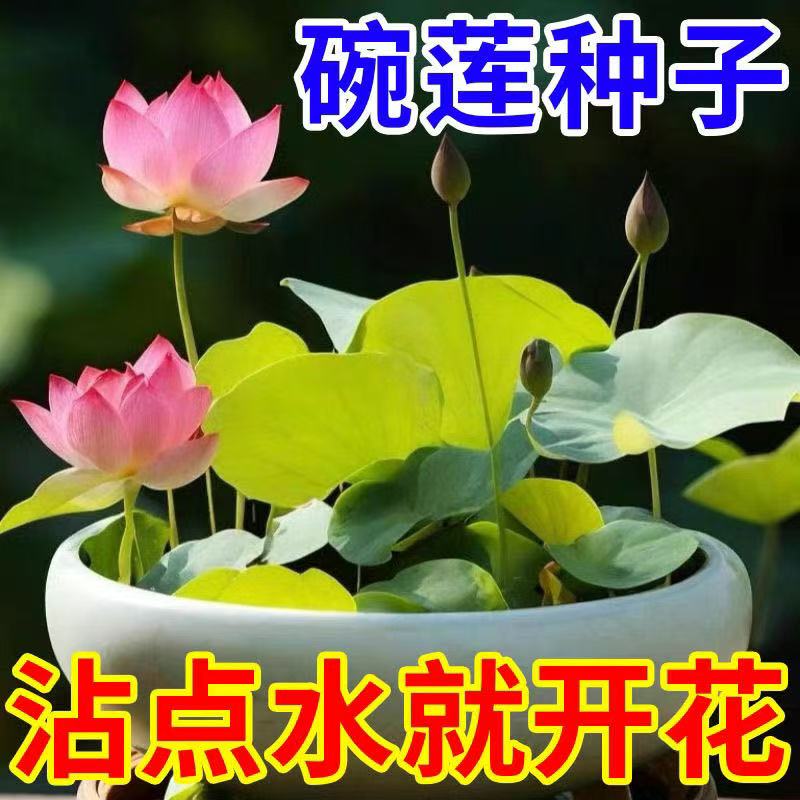 水培碗莲种籽子四季睡莲荷花水养植物种藕缸养盆栽铜钱草草籽种孑