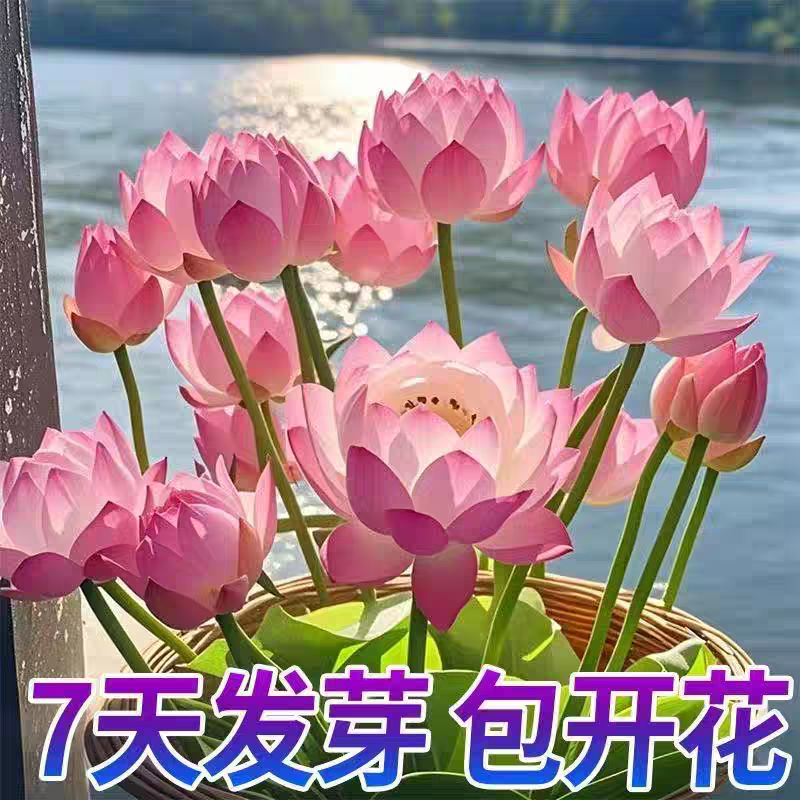 水培碗莲种籽子四季睡莲荷花水养植物种藕缸养盆栽铜钱草草籽种孑