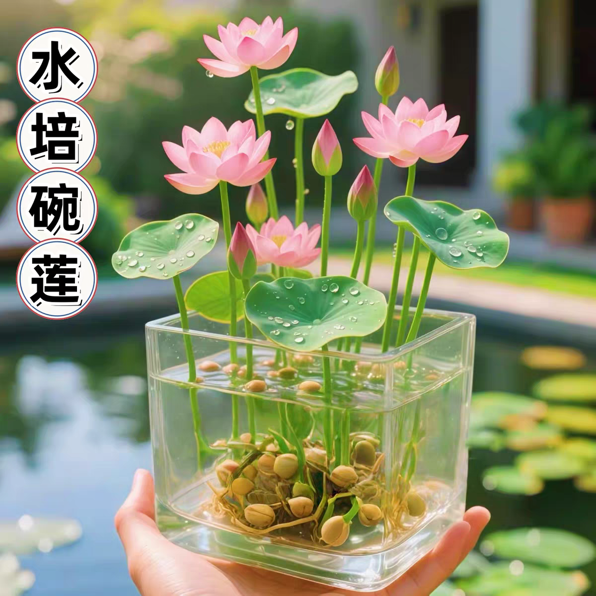 水培碗莲种籽子四季睡莲荷花水养植物种藕缸养盆栽铜钱草草籽种孑