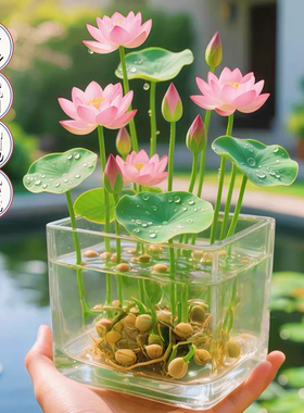 水培碗莲种籽子四季睡莲荷花水养植物种藕缸养盆栽铜钱草草籽种孑