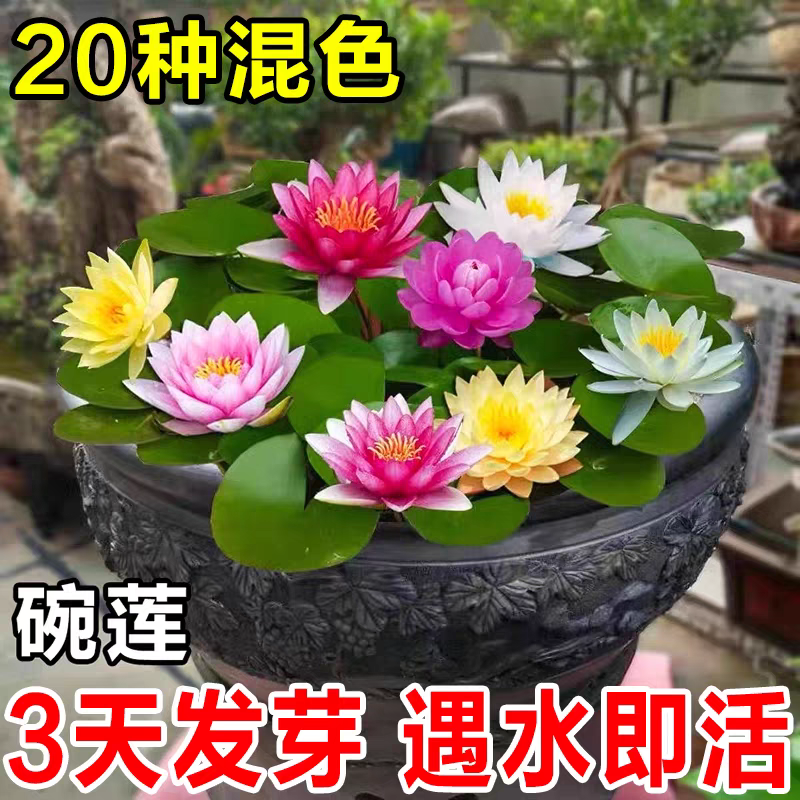 水培碗莲种籽子四季睡莲荷花水养植物种藕缸养盆栽铜钱草草籽种孑