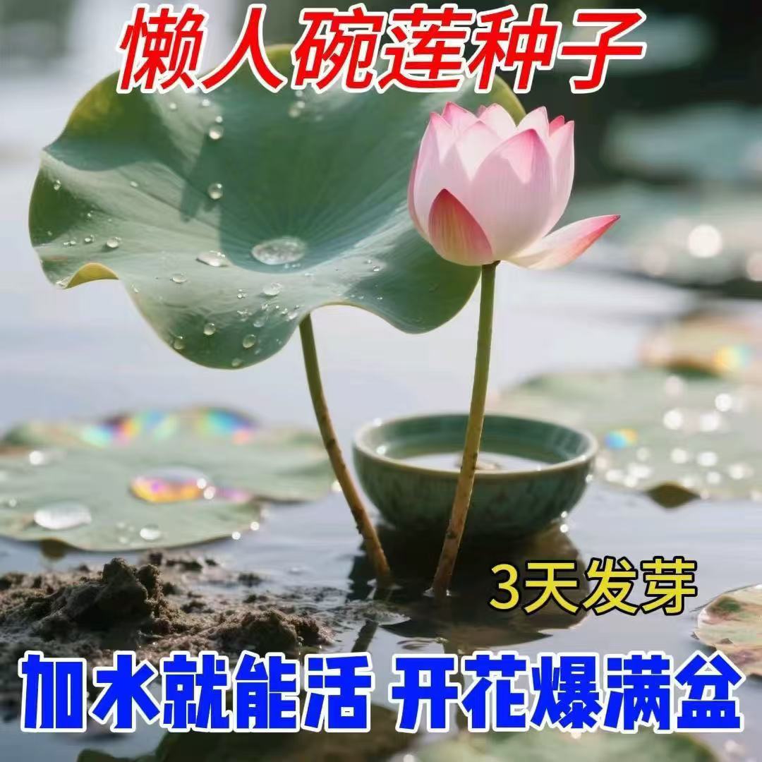 【水培开花】莲花懒人水养四季开花碗莲水培植物荷花阳台和鱼共养