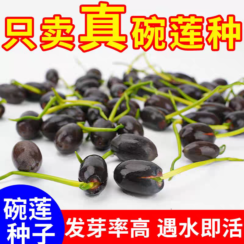 水培碗莲种籽子四季睡莲荷花水养植物种藕缸养盆栽铜钱草草籽种孑