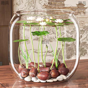 水培碗莲种籽子四季睡莲荷花水养植物种藕缸养盆栽铜钱草草籽种孑