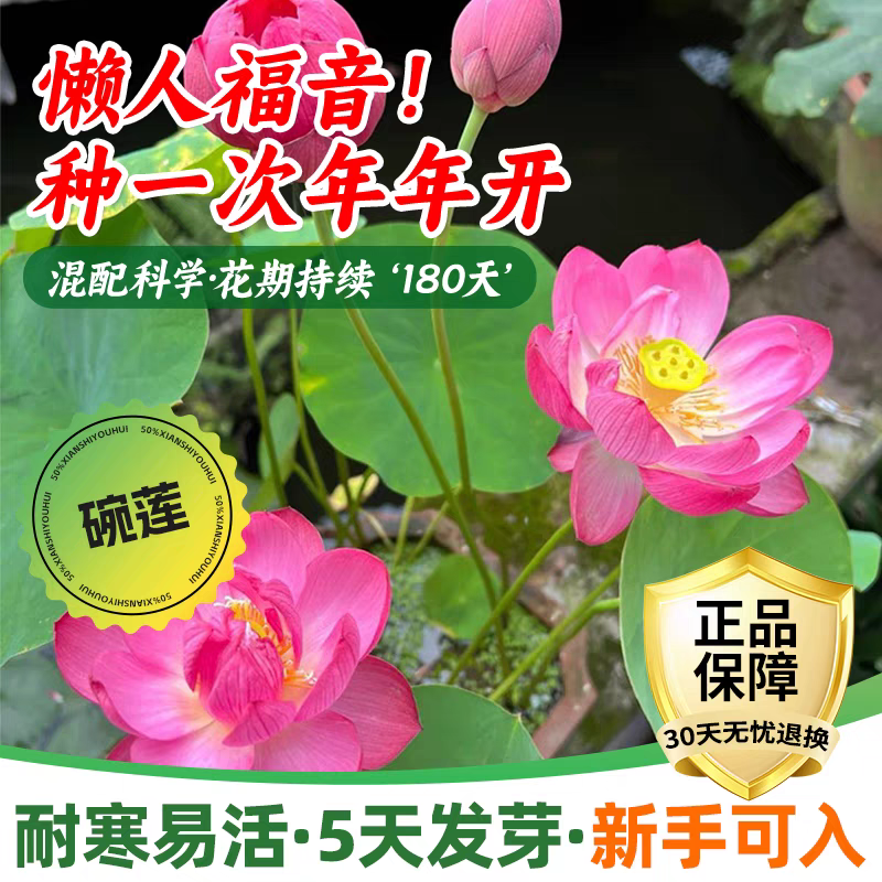 水培碗莲种籽子四季睡莲荷花水养植物种藕缸养盆栽铜钱草草籽种孑