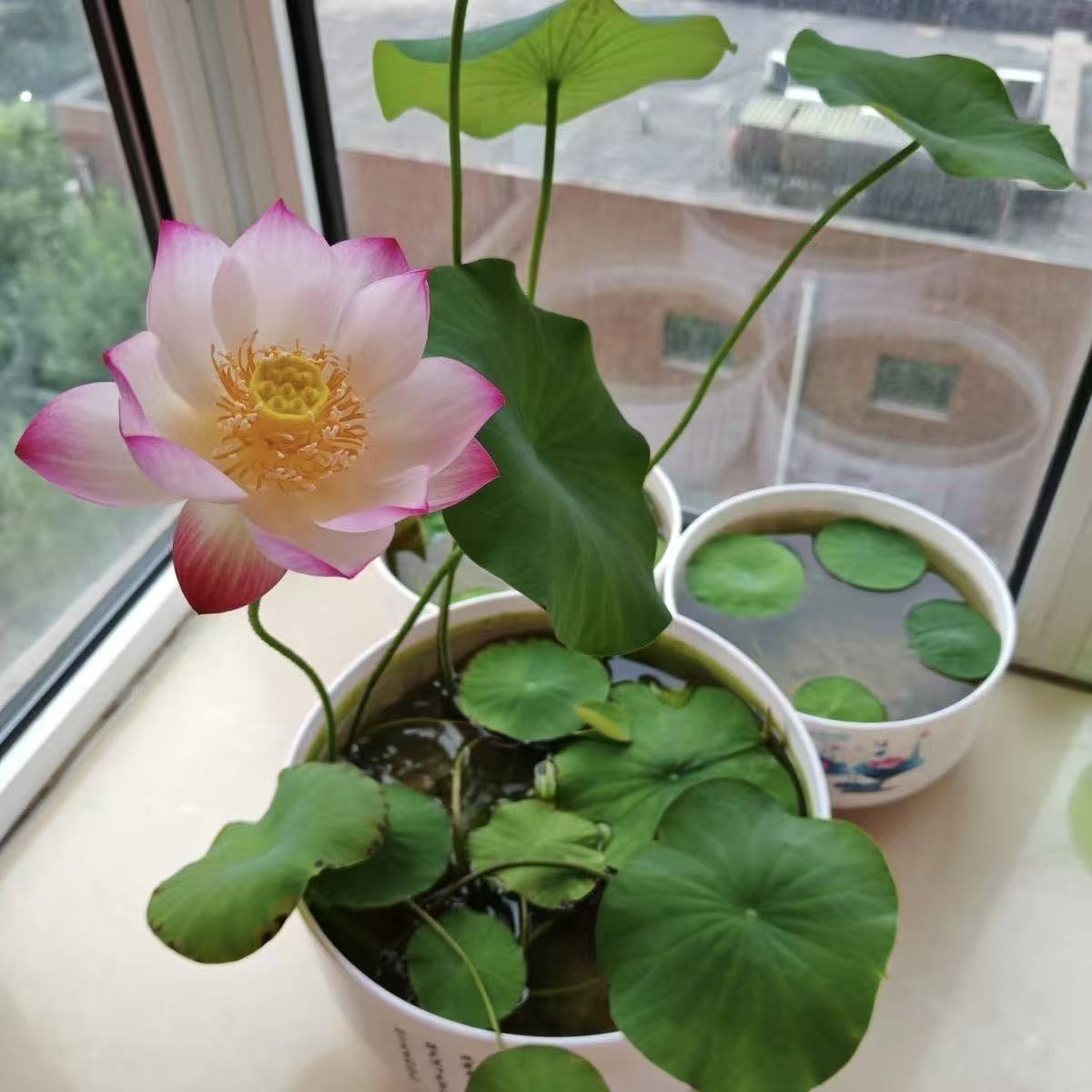 水培碗莲种籽子四季睡莲荷花水养水生植物